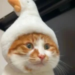 暗夜之月的头像-玄夜の资源小站 - 获取千万好用软件游戏以及动漫推荐