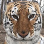 海苔肉松卷的头像-玄夜の资源小站 - 获取千万好用软件游戏以及动漫推荐